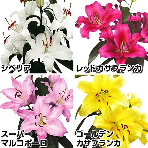 Amazon 国華園 球根 花ユリ 8月咲花ユリaセット 4種12球 各3球 21年春商品 球根 Amazon 国華園 球根 花ユリ 8月咲花ユリaセット 4種12球 各3球 21年春商品 球根