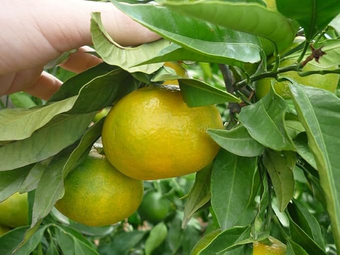 Robinalia Mandarina-Limon Valencia 10 kilos - Imagen 2