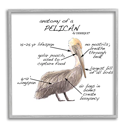 Image of Pelican Sea Bird Anatomy Diagram, 12 x 12 Inch Framed Giclee Print | Stupell Industries . By Dishique . Ready to hang . Educational coastal decor for kids rooms . Made in USA