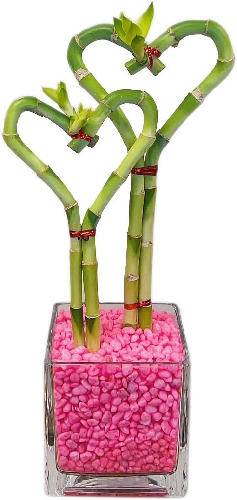 Athena's Garden Double Heart Lucky Bamboo Stalks Indoor Live Plants in Glass Vase and Pink Rock (BA-HS0810SQ4PRL)