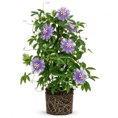Incarnata Passion Flower Plant Maypop Incarnata Passiflora 47 Well Rooted Flowering Vine for Outdoor Garden
