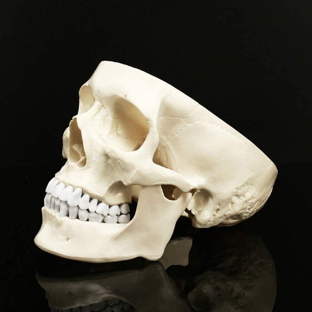 ERNZI Modello del Cranio della Testa Umana per Lo Studio Dell'anatomia Materiale Didattico Modello Anatomico della Testa