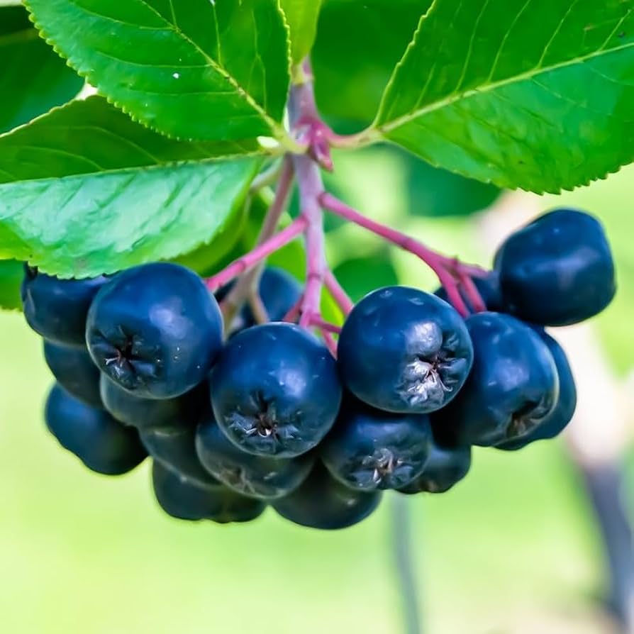PRIMO [Aronia Berry]ブラック BLACK CHOKEBERRY Aronia Melanocarpa - 20 SEEDS. FREE S&H | eBay
