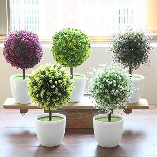 Real Climbing Clematis Seeds, Clematis Tree Seeds, Perennial Plant Pot