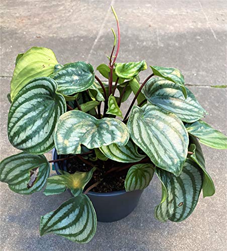 Waterbourn Watermelon Peperomia 6 inch(1.4qt)Ceramic Pot Live...
