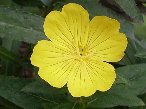 Non GMO Evening Primrose Flower Seeds Oenothera lamarckiana (5 Lbs)