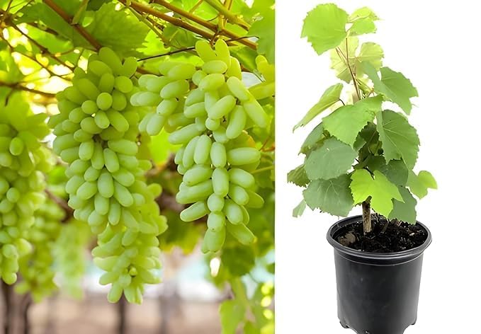 Image of Greps Angur Fruits Plant with Pot Lush and Productive Grape Vine for Indoor and Outdoor Use for Garden, Patio, and Balcony Decoration, Easy Care and Fruitful