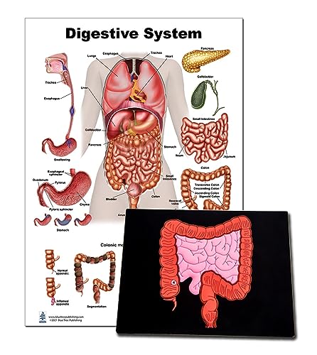 Blue Tree Publishing Digestive System Poster 12 x 17 and
