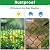 Decorative Garden Fence 17in (H) x10ft (L),Arched Rustproof Metal No Dig