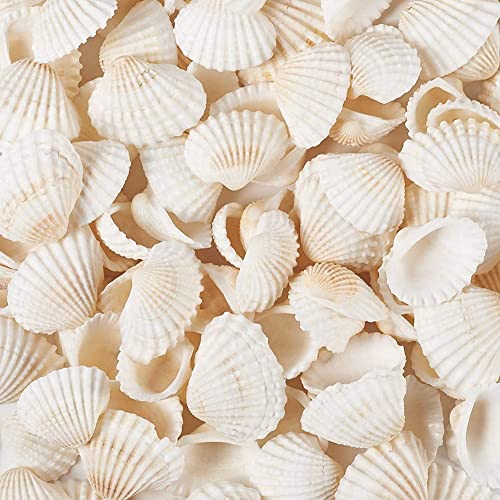 Scallop Shell Natural Seashell from Sea Beach for DIY Craft Decor (White1)