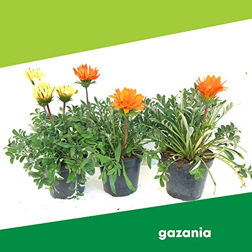 Gazania