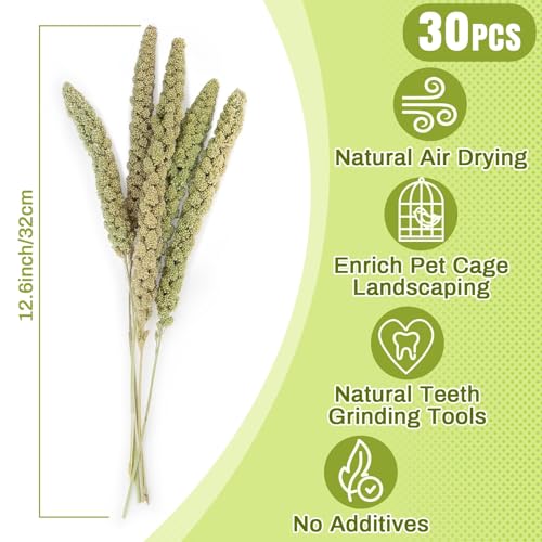 Image of Sukh 30 Pcs Natural Millet Spray - 12.6in Hamster Cage Accessories Decor