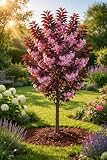 Prunus serrulata ‘Royal Burgundy’ 100–120 cm – Japanische Nelkenkirsche – Zierkirsche mit purpurrotem Laub & rosa Blüten – Pflegeleichter Blütenbaum für Garten & Vorgarten