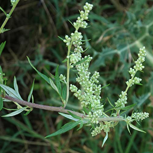 Magic Seed 100 Mugwort Seeds Artemesia Vulgaris #TOP4