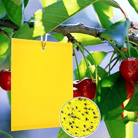 Panngu 20Pcs Eco friendly Yellow Sticky Flys Catcher, Professional Dual-Sided Pest Traps Flycatcher Paper, 20x15cm Fungus Gnats Stickers Board for Indoor and Outdoor Plant Protection & Pest Control Cover
