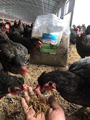 Wormsking 5.5Lb Non-Gmo Dried Black Soldier Fly Larvae, High Calcium Worms For Chickens, High Protein Chicken Feed, Chicken Treat #TOP1