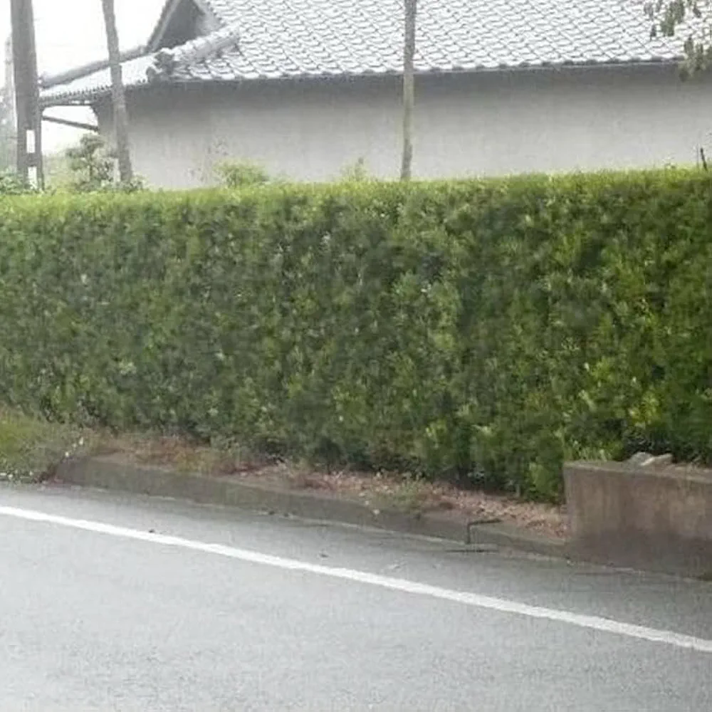 ラカンマキ 苗木 20本 Amazon.co.jp: 苗/苗木 【20本セット】 ラカンマキ 樹高0.4m前後