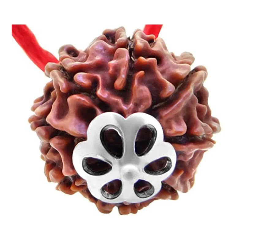 SreeGems 8 Mukhi Rudraksha Pendant Spiritual Original 8 Mukhi Rudraksha Natural Rudraksha With Thread Pure Rudraksha Beads आठ मुखी रुद्राक्ष IGL Lab Test 8 Mukhi Rudraksha For Men Women-image-8