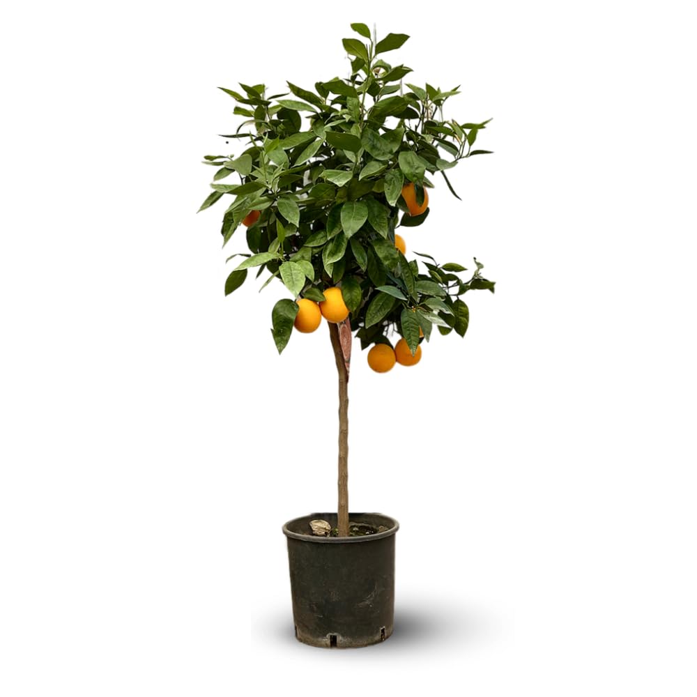 Attitude Jardin - Oranger - śródziemnomorskie owoce cytrusowe - drzewo owocowe - 120-130 cm - ◕ 24 cm