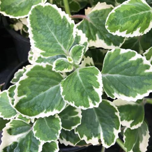 Variegated Cuban Oregano Live Plants (5-9) -Pack of 3 (Three) - Mexican Mint Spanish Thyme - Edible Succulent Herb - Drought Tolerant Indoor/Outdoor Container Garden - Aromatic Cooking Spice