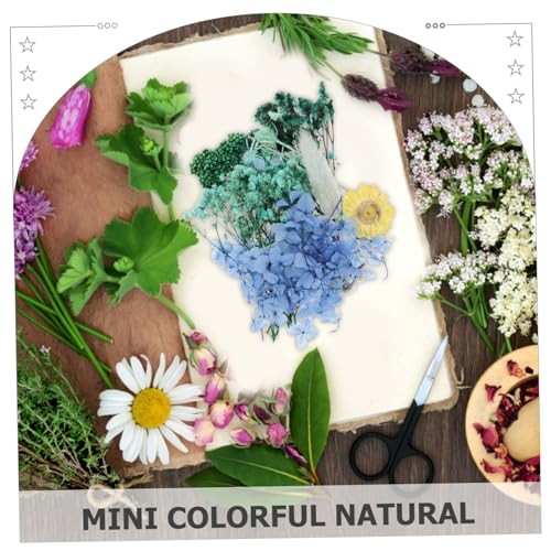 Flores secas prensadas para manualidades y decoración miniatura 3