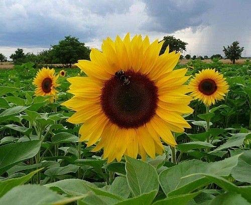 Sunspot Hybrid Sunflower 20 Seeds