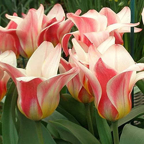 Floriculture Greens IMP. Tulip Charming Flower Bulbs Winter Flower Home Pot/Land Gardening Bulbs Blooming planting (Pack of 7 Heart Delight Tulip)
