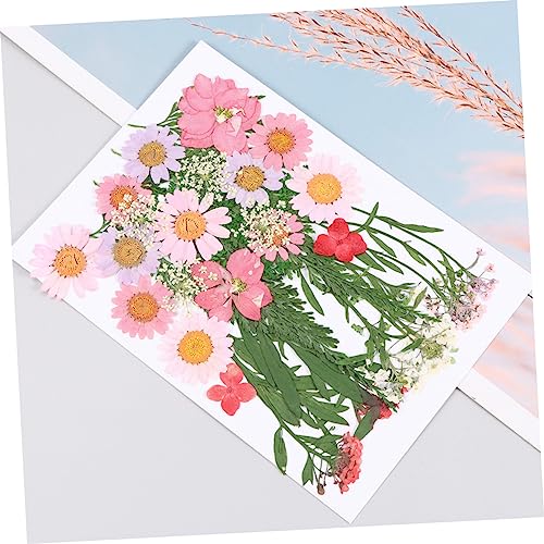 Hohopeti 3 Conjuntos De Material De Flores Secas Pacote De Flores Secas Reais Flores Secas Embelezam