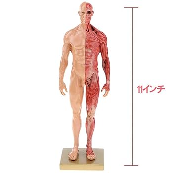 人体模型 筋肉と経絡の詳細表示 約30cm Amazon.co.jp: 人体モデル 人体模型 11インチ 約30cm 人体筋肉