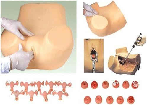 Training Model, Gynecology Education Tools Simulator Gynecological Medical Practice Gynecology Teaching for Medical Study Science Lab