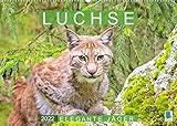 Autor(in): CALVENDO Verlag Luchse: Elegante Jäger (Wandkalender 2022 DIN A2 quer)