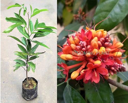 Image of BLOOMING PLANT Live Sita Ashoka Plant (Saraca Asoca) | Ashoka Chettu | Rare Flowering /Ornamental Tree - Spiritual & Healing Plants for Home Garden (1-1.5 Feet Height 1 Plants in Poly Bag)