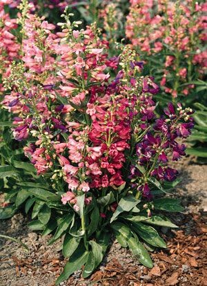 Scarlet bugler (Penstemon barbatus)