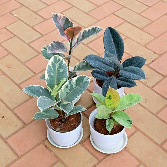 Set of 4 - Rubber (Variegated Pink, White, Green & Black) in 6 Inch Plant Natural Miniature Live Outdoor White Premium Sphere Perennial plants Pot with Tray (B0CY9P623R) Amazon Price History, Amazon Price Tracker