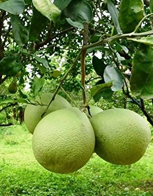 BLOOM & GROW Healthy Fruit Plant (Chakotra-Pomelo Fruit) (B0C6B3GWSF) Amazon Price History, Amazon Price Tracker