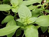 200+ Lime Basil Herb Seeds- Heirloom Variety