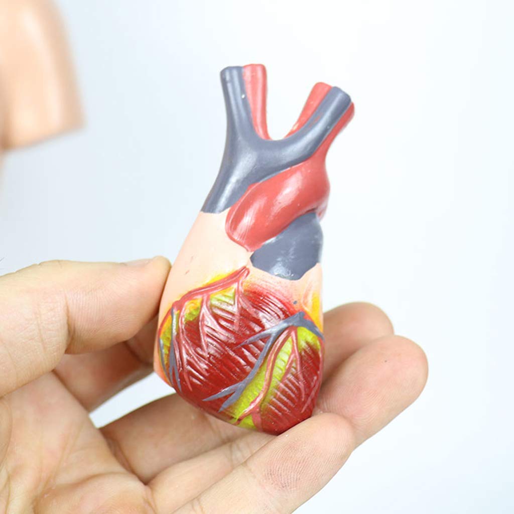 Modelo De Torso De 45 Cm - Modelo Anatómico del Torso Humano - Modelo De Ciencia De Órganos Internos Humanos Descomponibles - para Ayuda De Formación Educativa Médica, Equipo De Laboratorio