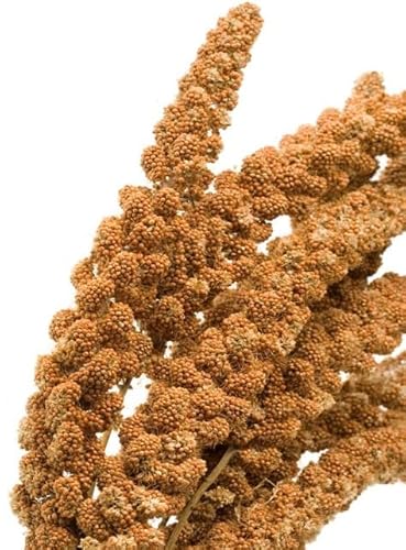 Weiß Premium Rote Kolbenhirse, 3 kg, Handverlesen aus Frankreich, für Alle Haustierrassen und Altersstufen, Premium Qualität Tierfutter