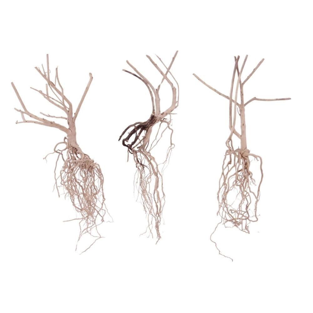 AquaOne Steppen Racine N° 8541 Lot de 3 racines en bois pour aquarium Décoration d'aquarium Paysage Moorkien Redwood Mangrove Mousse naturelle Bois véritable