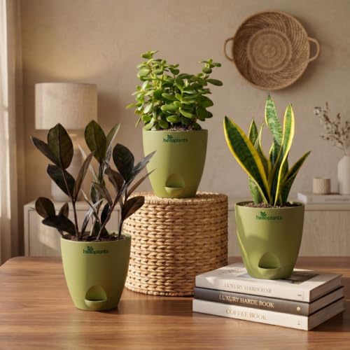 Image of Black Raven ZZ, Jade Plant & Snake Plant Live Indoor 3-Plant Combo in 4-Inch Self-Watering Matte Green Pots | Hard-to-Kill, Low-Maintenance Houseplants for Home, Office & Bedroom Decor
