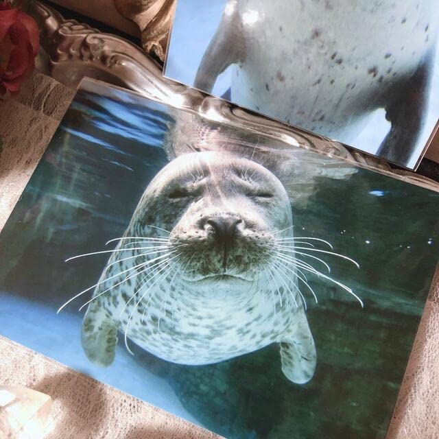 Amazon | 水族館 水口博也 特選 ポストカード 可愛すぎる アザラシ ⑤