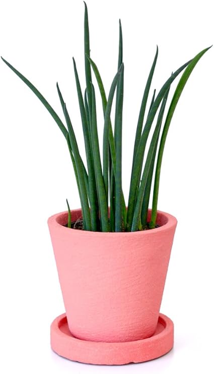 Amazon クレイポット 選べるカラー サンスベリア バキュラリス ピンクポット ミニ 観葉植物 インテリア グリーン 観葉植物 オンライン通販 Amazon クレイポット 選べるカラー サンスベリア バキュラリス ピンクポット ミニ 観葉植物 インテリア グリーン 観葉植物 オンライン通販