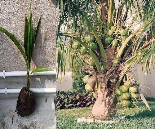 Image of Rare Vietnam Dwarf Coconut Tree Live Plant (Green-Yellow Hybrid) | Early Fruiting in 3 Years | Healthy Tropical Fruit Plant for Home Garden, Terrace & Farm Plantation