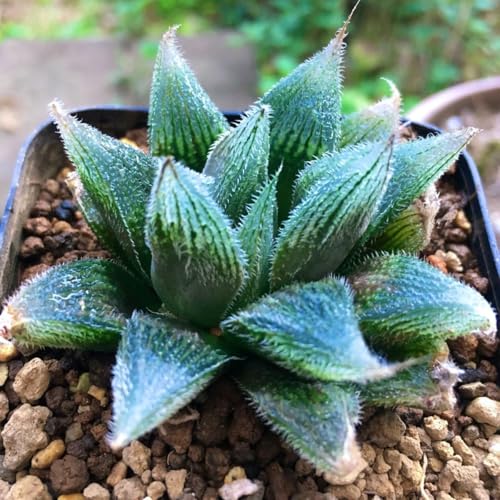 �x�k�X�^ �n�I���`�A �Ǌ� ���� �����A�� �ϗt�A�� �l�C ��v