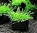 Greenpro Java Moss Live Freshwater Aquarium Plants Easy Ready to Grow