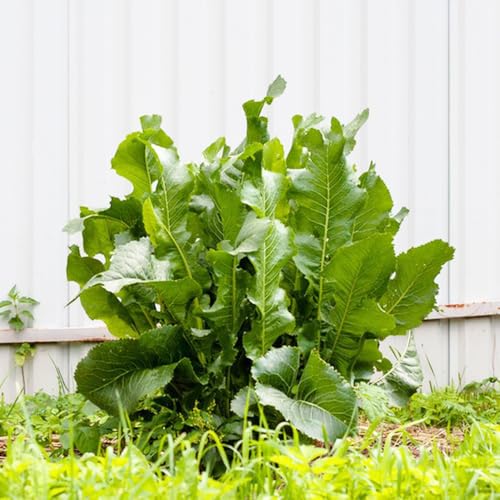 Semillas de rábano picante - Plantas resistentes al invierno para balcones - Serie de plantas raras - Plantas de oficina para jardín interior plantas resistentes en macetas Semillas de 250pcs