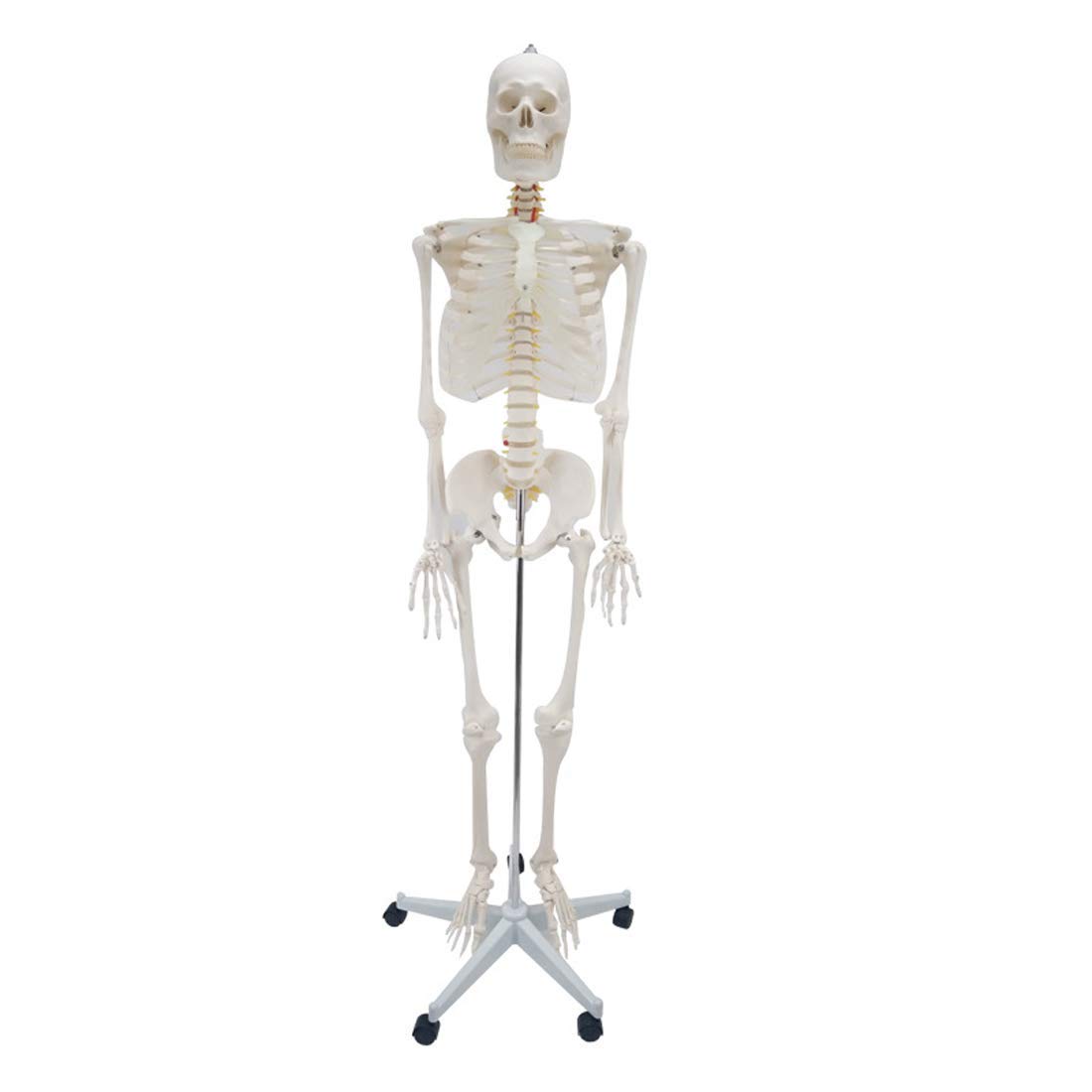 GTHTUHFD Educational Model Human Skeleton Model Adult Male Skeleton Model Medical Textbook,Medical Models