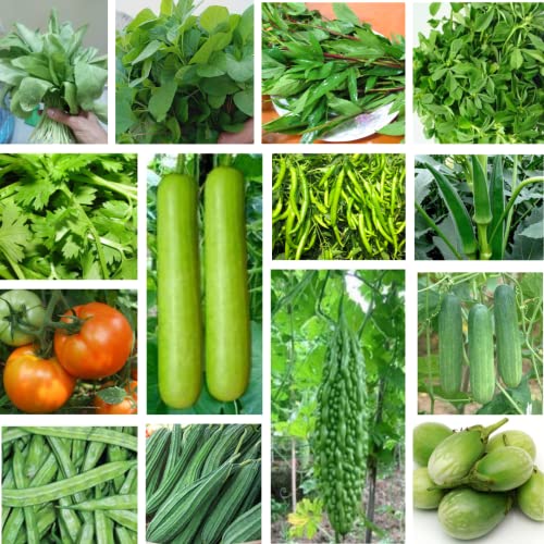 Seedbasket Summer Native Vegetable Seeds Kit, 14-Pack, for Home G...