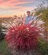 Baldur Garten Miscanthus Lady in Red