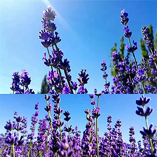 100g flores secas naturales de lavanda aromática miniatura 6